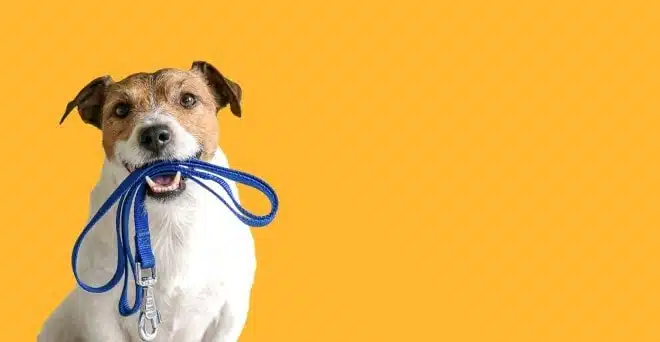 dog with leash on mouth