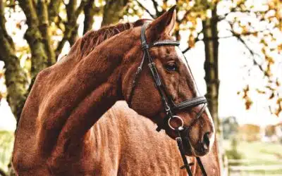 Horse Hardware – Harnessing a Draft Horse